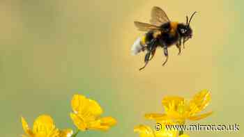 British bees are under threat with double killer wiping them out