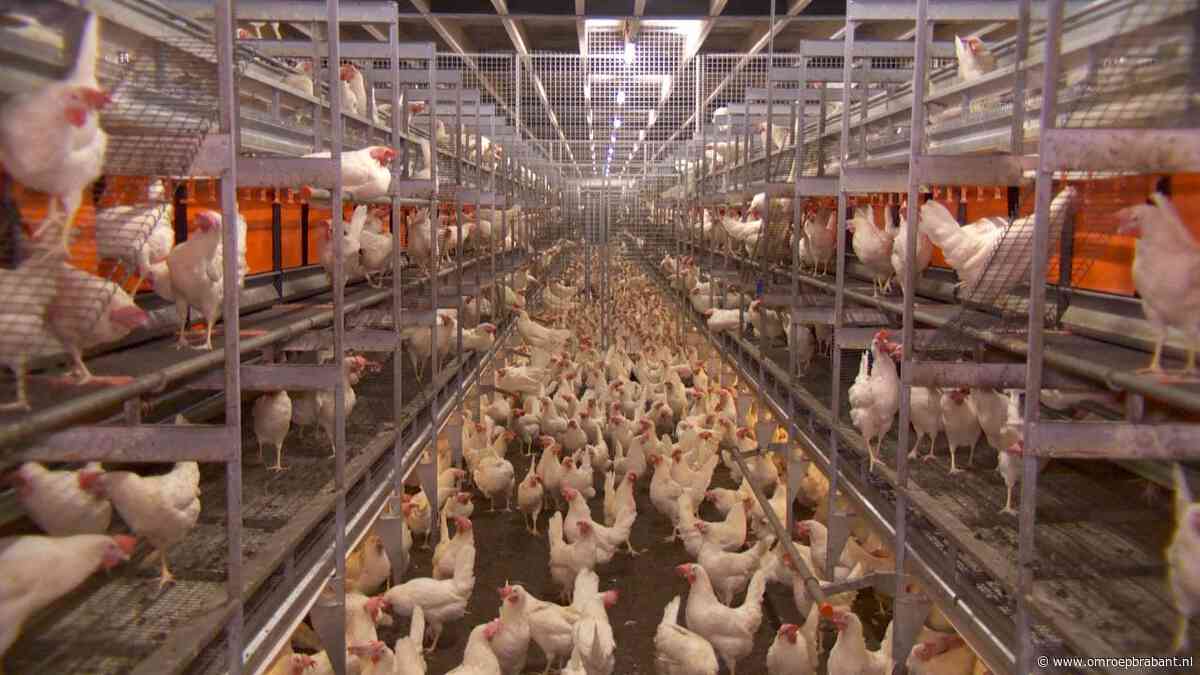 Te veel dieren bij boeren die vergunning kwijtraken: 'provincie grijpt in'