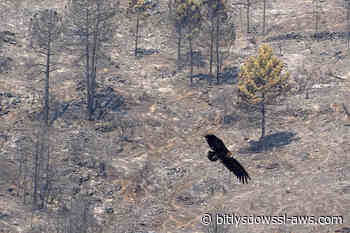Incendios en España evolucionan favorablemente ante la amenaza de una nueva ola de calor