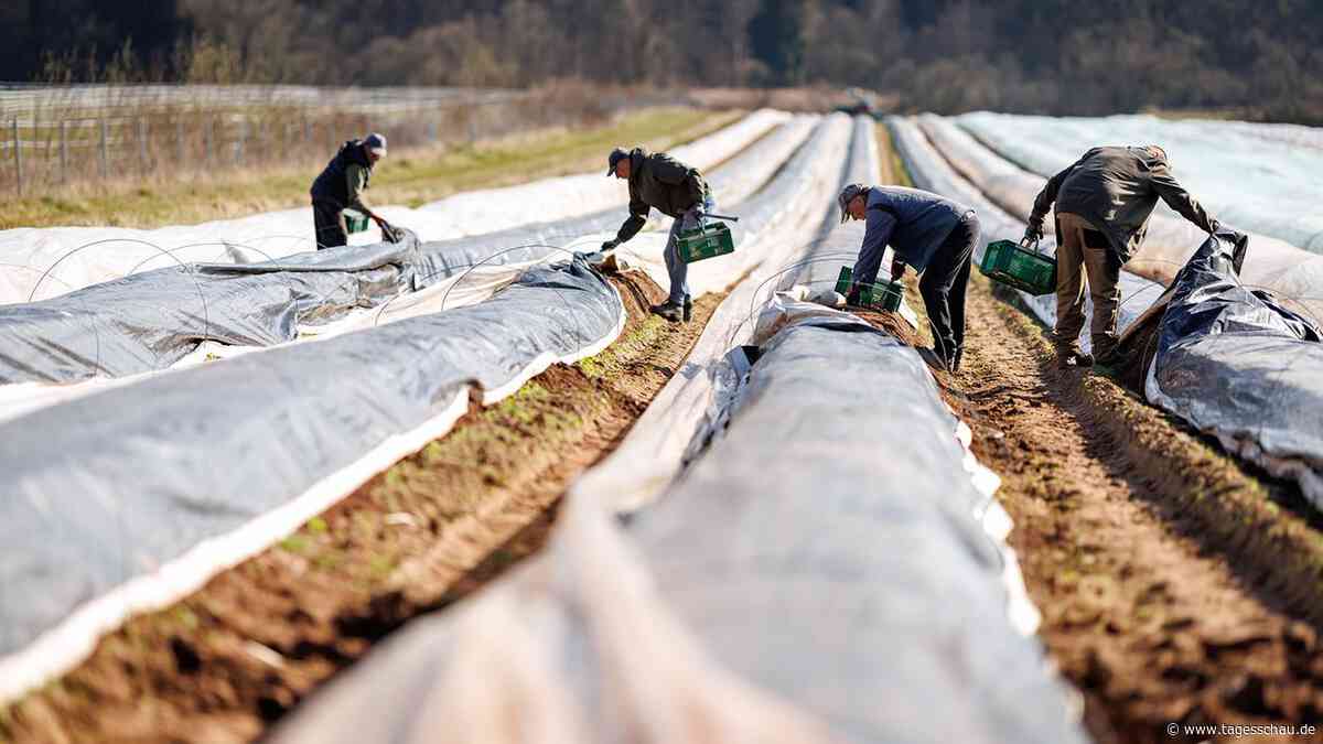 Prekäre Bedingungen für Erntehelfer: EU-Sanktionen greifen kaum
