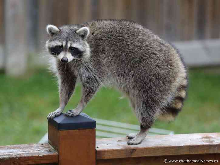 ‘Avoidable’: Chatham-Kent Public Health warns residents to stay away from wildlife