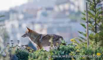 Coyote pack takes over inactive Los Angeles construction site