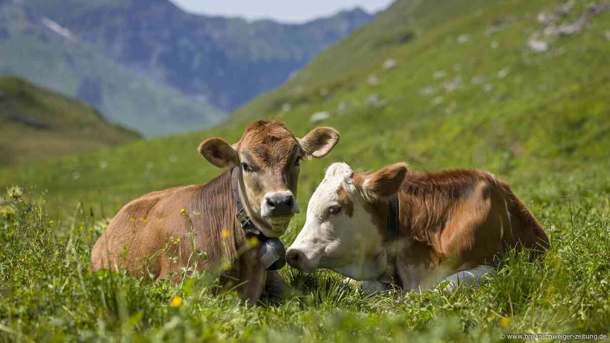Kühe zu laut: Italien-Urlauber bringen mit Beschwerde Bergdorf gegen sich auf
