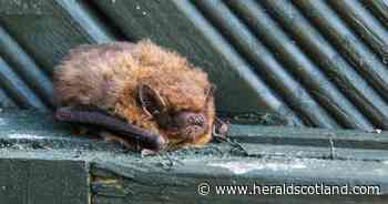 Company fined after 150 bats died following house construction work