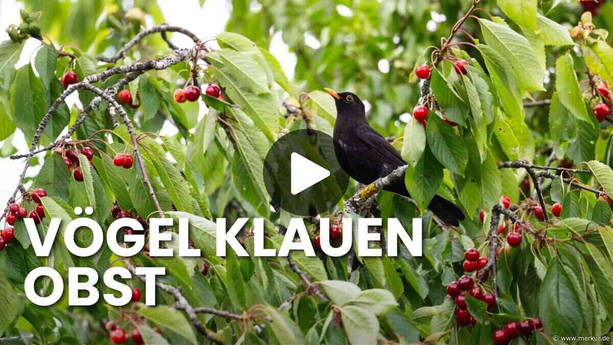 Vögel plündern Ihre Obstbäume? Drei bewährte Methoden, wie Sie Ihre Ernte retten