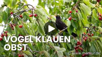 Vögel plündern Ihre Obstbäume? Drei bewährte Methoden, wie Sie Ihre Ernte retten