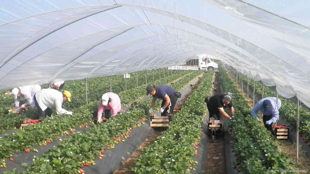 Bracciante muore a Pachino in una serra, la Flai Cgil: “Estendere le tutele anti-caldo a chi lavora in quelle strutture”