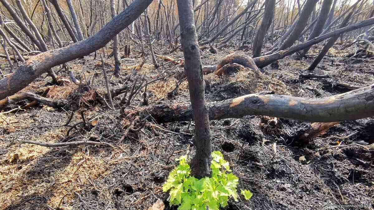 Nach Waldbrand am Chiemsee: Birken in Übersee treiben bereits wieder aus