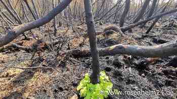 Nach Waldbrand am Chiemsee: Birken in Übersee treiben bereits wieder aus