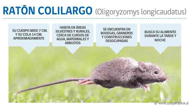 De Atacama a Magallanes: declaran alerta sanitaria preventiva por hantavirus