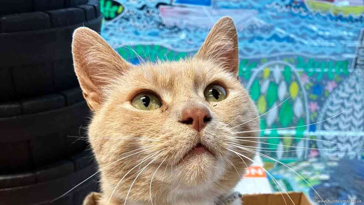 'Lincoln the Tesco cat' and how he has inspired a charity book
