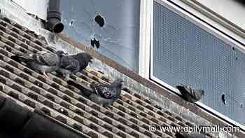 Church is forced to move service to nearby cafe after catapult-wielding youths 'fire ball bearings through windows' as they aim for pigeons