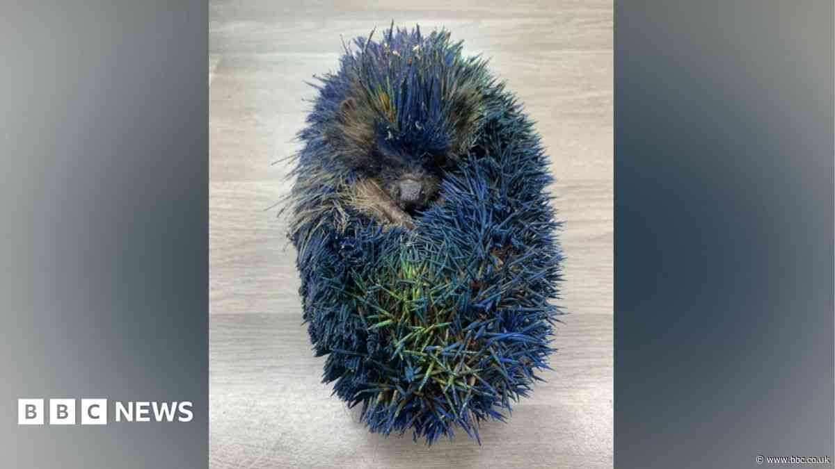 Rescue 'blown away' by support after hedgehog death