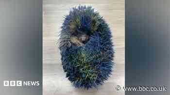 Rescue 'blown away' by support after hedgehog death