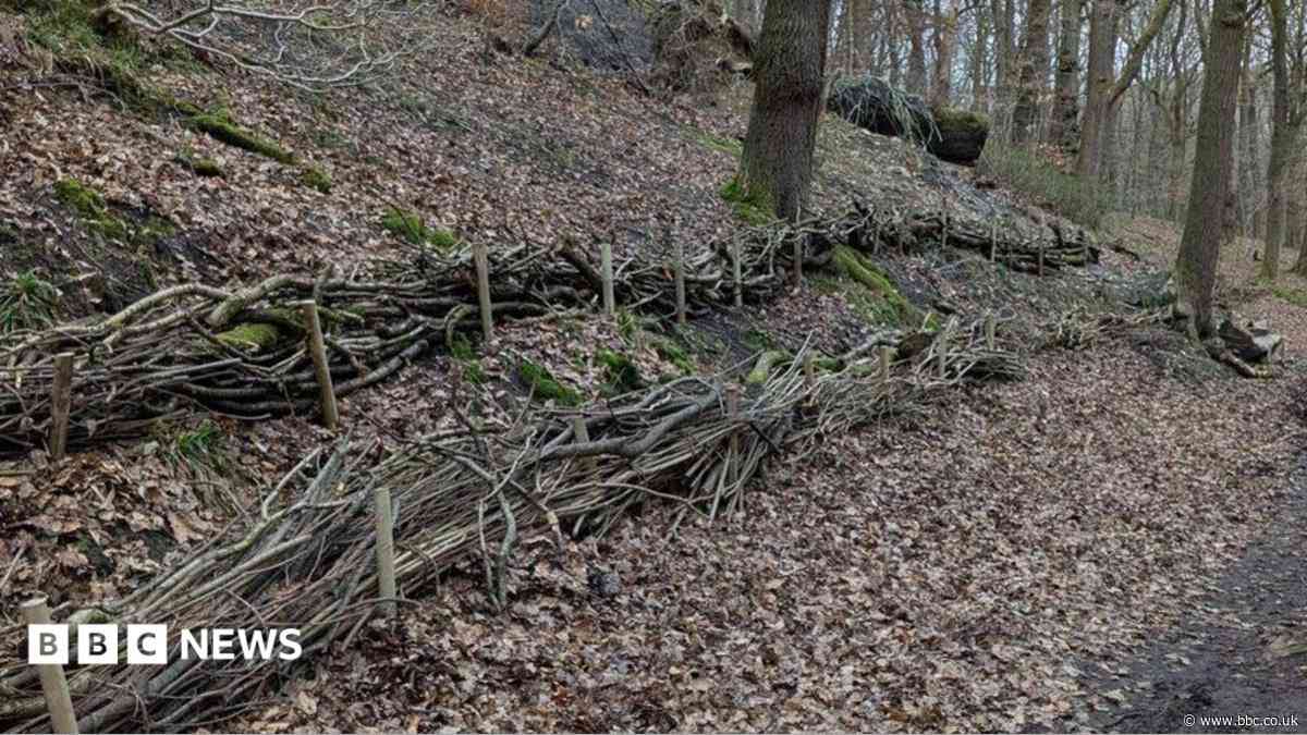 Anti-flood project to 'help nature thrive'