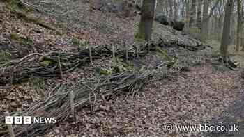 Anti-flood project to 'help nature thrive'