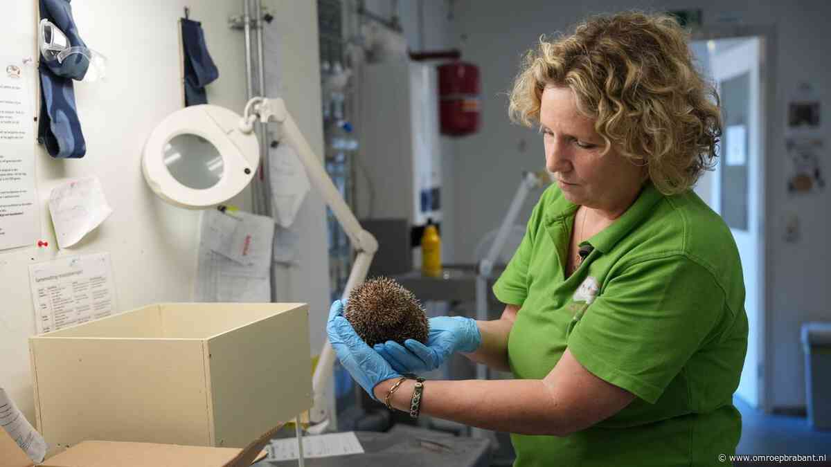 Hitte zorgt voor overvolle wildopvang: ‘Houden ons hart vast voor wat komt’