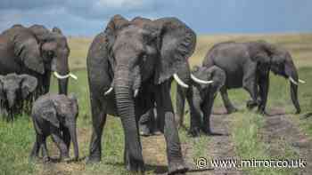 Mystery deepens after 14 elephants found dead in 'mysterious' circumstances