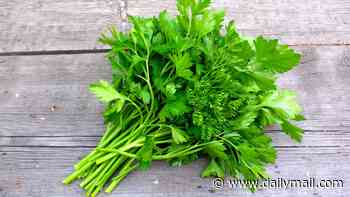 Parsley and cilantro implicated in outbreak of parasite that causes 'explosive' bathroom emergencies