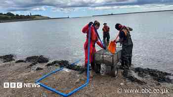 'Time of the essence' in plastic nurdle clean-up
