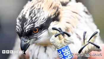 Osprey fledglings see forest approach milestone