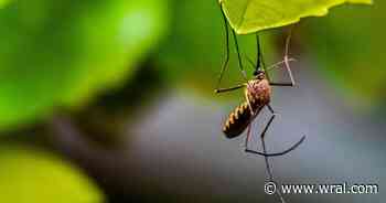 Mosquitoes are evolving to survive common backyard sprays