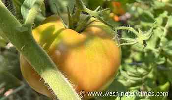 Tomatoes, corn, peppers: a gardener's guide to peak ripeness