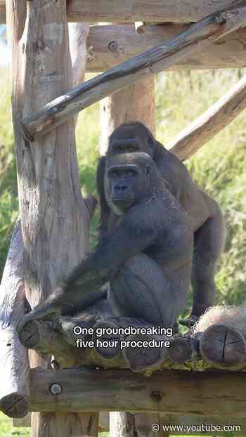 First-of-its-kind Procedure for a Gorilla 🦍