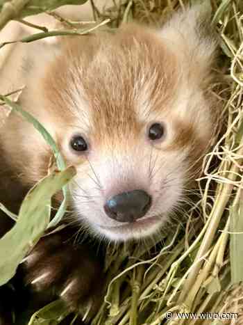 Red panda cubs born at Buffalo Zoo