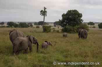 Mysterious deaths of 15 elephants prompt national park investigation