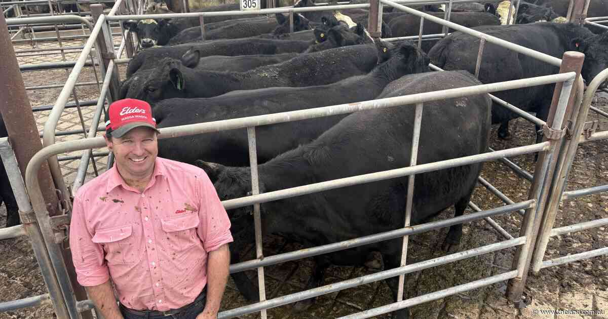 Restockers look to scoop up cows and calves as season turns for some districts