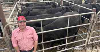 Restockers look to scoop up cows and calves as season turns for some districts