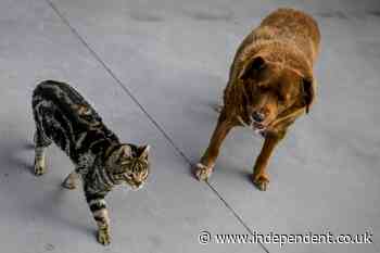 Alabama animal shelter sues to stop massive data center that risks health of thousands of pets