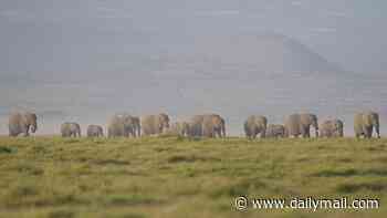 'Poisoning probe' is launched after 15 elephants are found dead in Kenya safari park