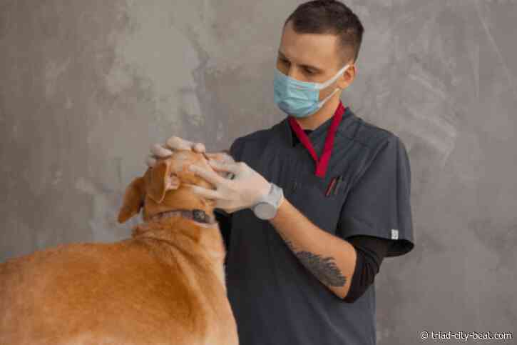 What Every North Carolina Pet Owner Should Know About Urgent and Emergency Vet Care