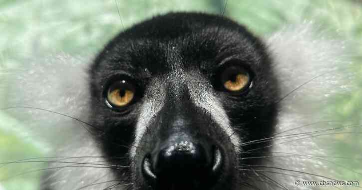 Zoo Atlanta gets two new lemurs added to Living Treehouse: "Our help is more needed than ever"