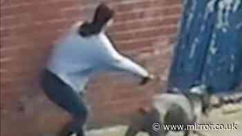 Two children, 6 and 11, rushed to hospital after being mauled by dog in playground
