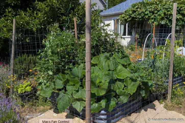 Esquimalt advances deer fencing rules to save gardens, protect wildlife