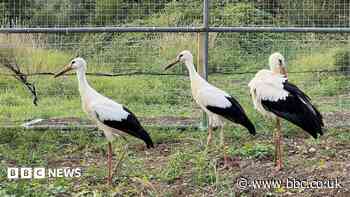 Breeding storks return to Derbyshire after 600 years