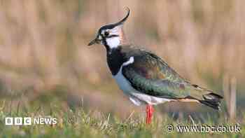 Rare ground-nesting birds seen at hidden reserve