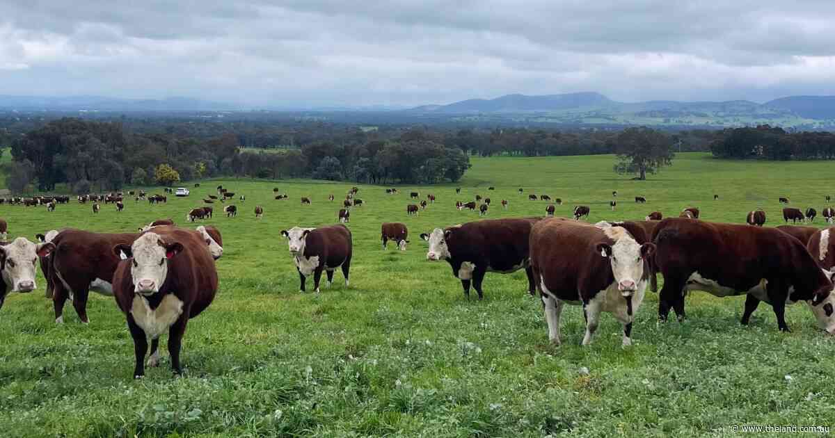 'Genuine interest' has clientele flock to studs for Southern Beef Week