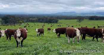 'Genuine interest' has clientele flock to studs for Southern Beef Week