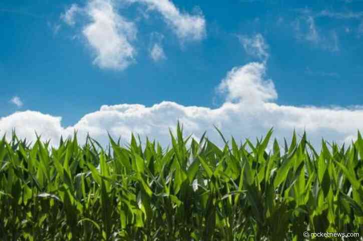 Corn Retreating Early on Monday
