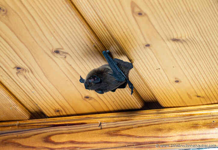 Contractor fined after desperate bats attack tenant