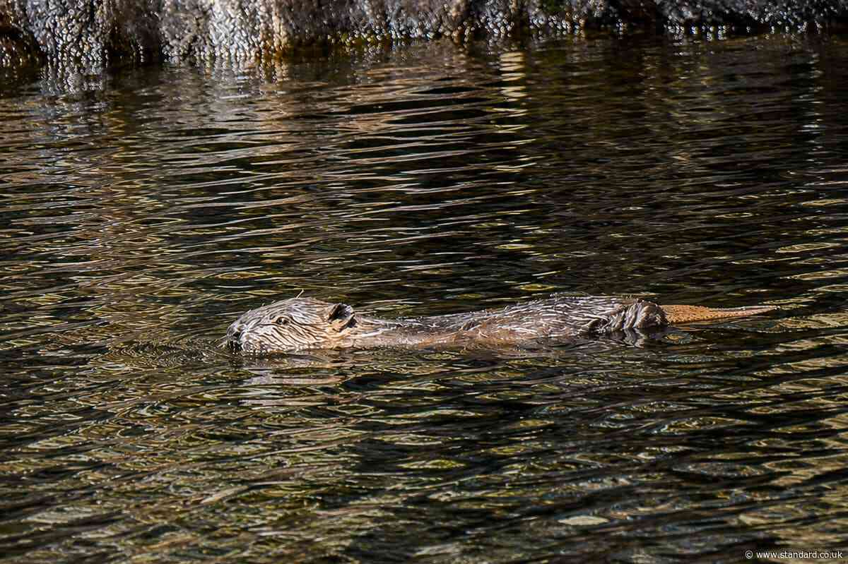 At least two beaver kits born in area of Highlands following repopulation effort