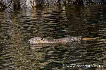 At least two beaver kits born in area of Highlands following repopulation effort