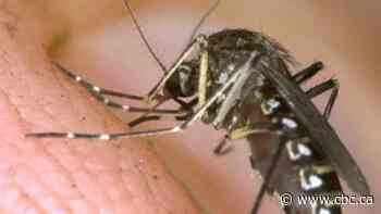 Brandon set to fog for mosquitoes Wednesday for 1st time since 2022 in bid to save summer