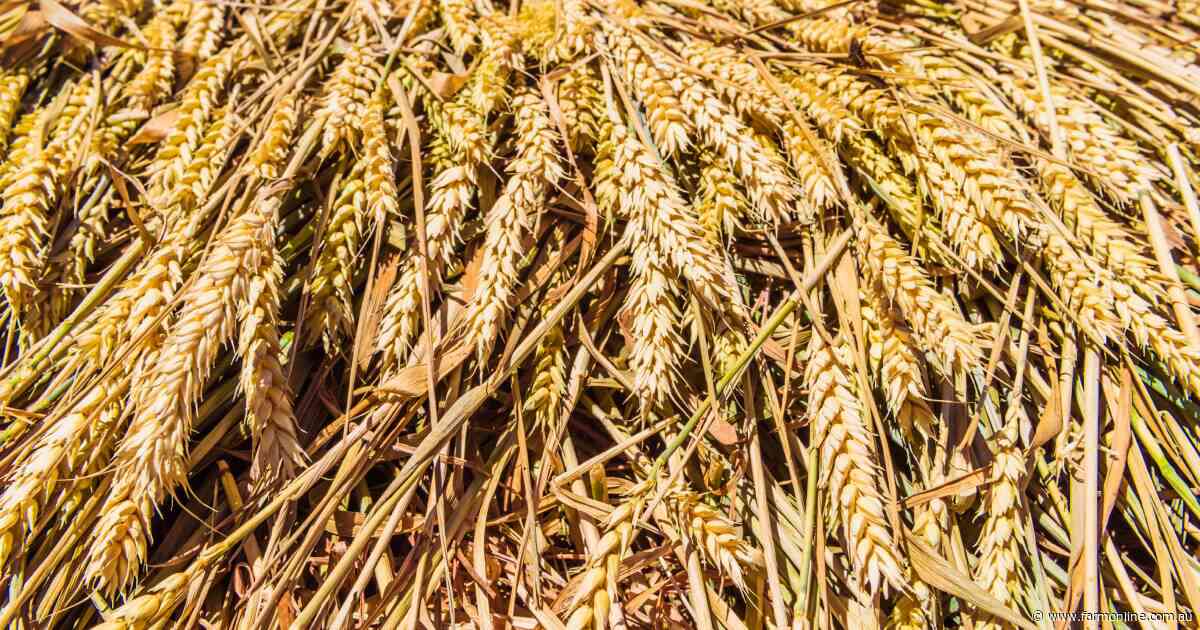 Aussie grain prices diverge from falling global markets as war premium fades