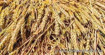 Aussie grain prices diverge from falling global markets as war premium fades