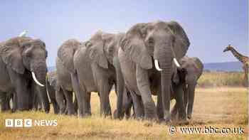 Mysterious deaths of 14 elephants in Kenya prompts urgent inquiry